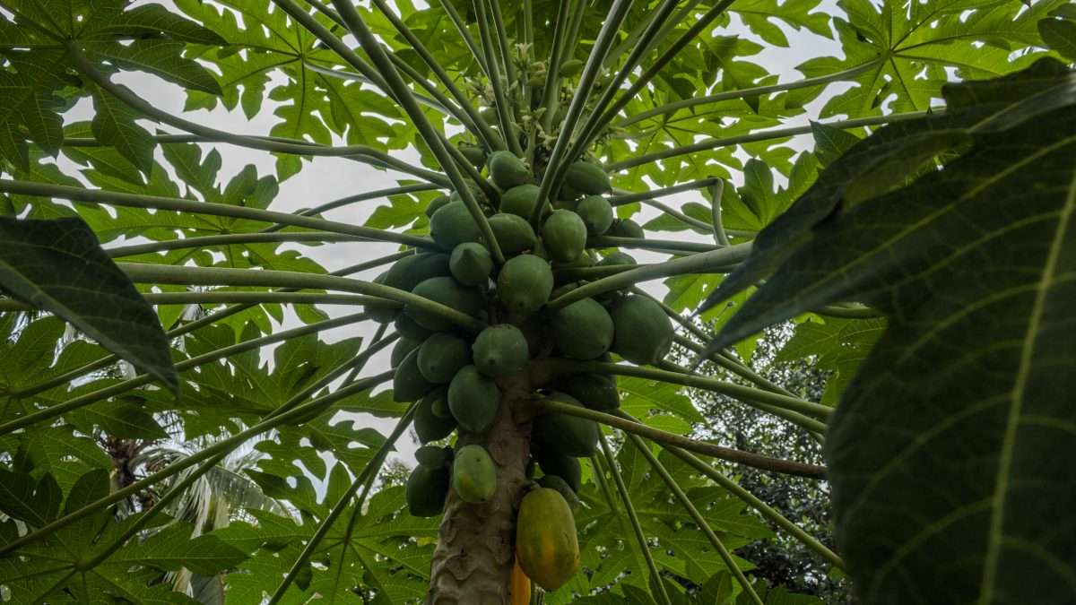 árbol de papaya