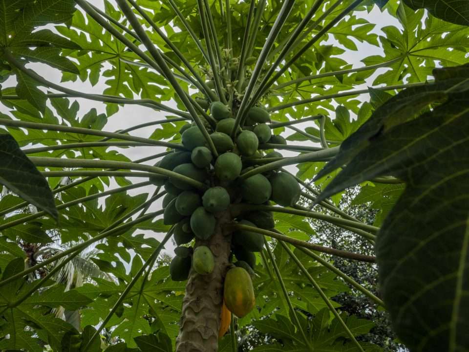 árbol de papaya