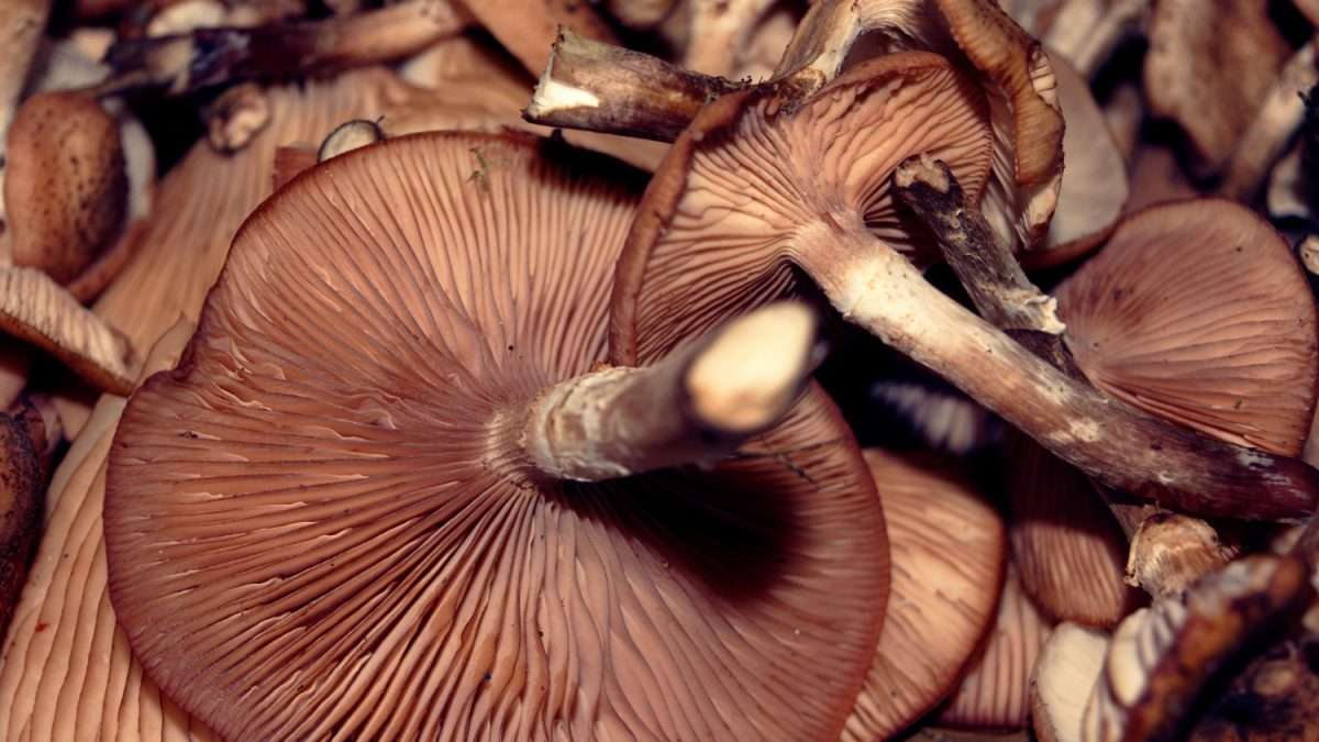 Setas exóticas o de cultivo