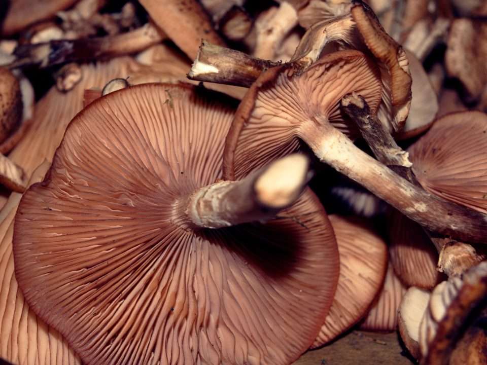 Setas exóticas o de cultivo