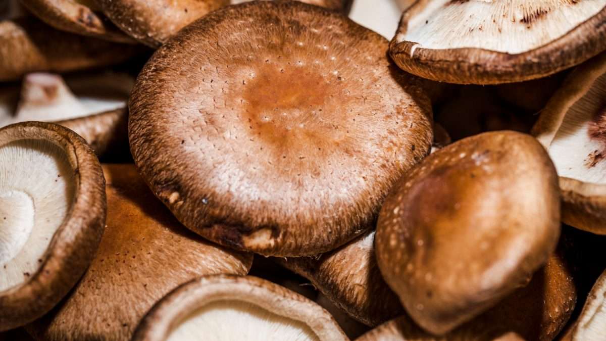 propiedades de las setas shiitake
