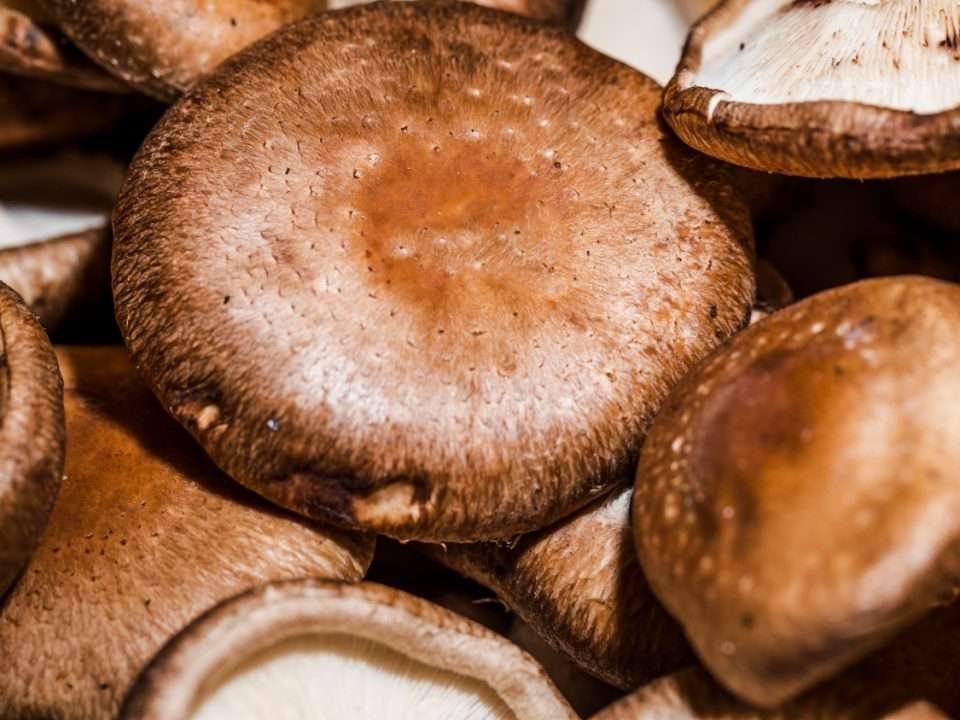 propiedades de las setas shiitake