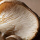 Los hongos Portobello tienen grandes propiedades para la salud