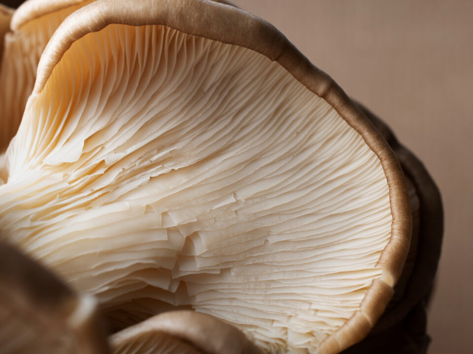 Los hongos Portobello tienen grandes propiedades para la salud