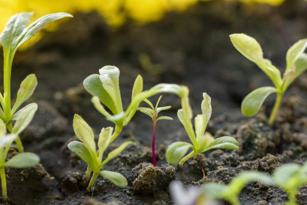 productos BIO y agricultura regenerativa